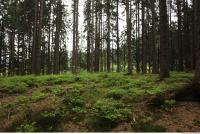 background forest 0031